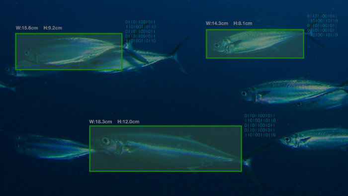 AI魚体サイズ測定カメラ